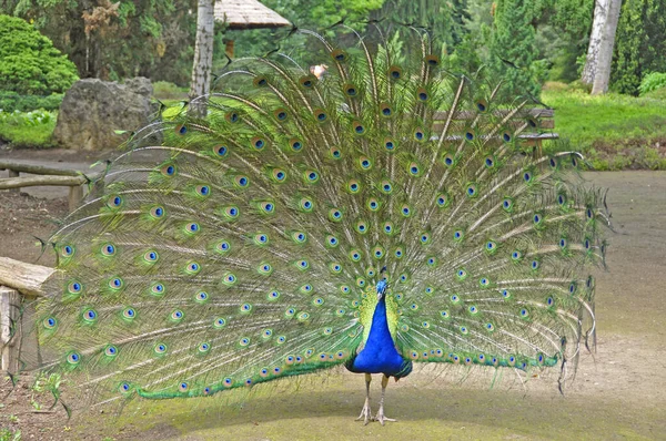 Peacock Bird Páví Peří — Stock fotografie