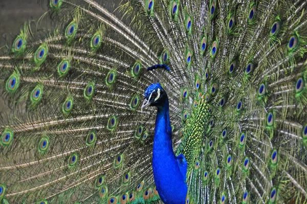 Πουλί Peacock Φτερά Παγωνιού — Φωτογραφία Αρχείου