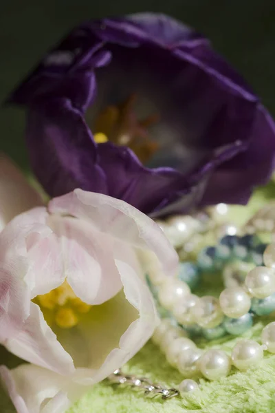 Malerischer Blick Auf Schöne Tulpenblumen — Stockfoto