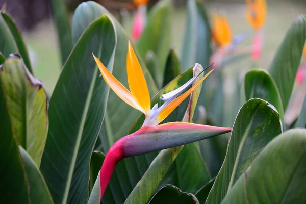 Strelitzia Reginae Tropical Plant Flower — Stock Photo, Image