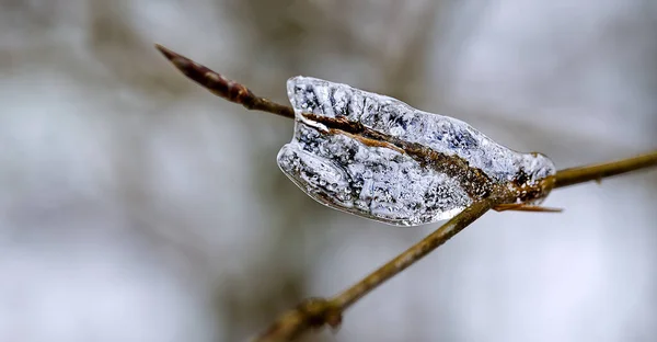 Acqua Ghiaccio Arte Autunno Aria Terra Pavimento Albero — Foto Stock