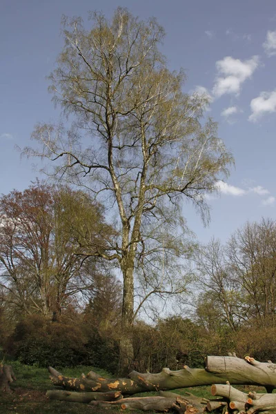 Birke Hinter Gefälltem Baum — Stockfoto