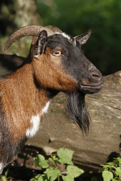 Goat Mountains — Stock Photo, Image