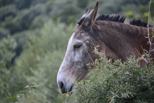 Donkey Grass Sky Koppel Mammal Spanien — Stockfoto