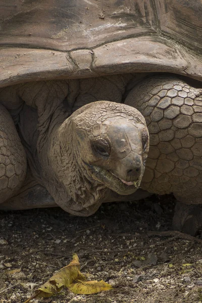 giant tortoise in the zoo