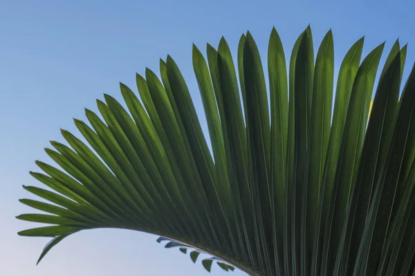 Green Palm Leaf Floral Wallpaper — Stock Photo, Image