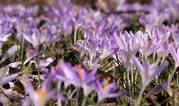 Krokus Kwiaty Krokusa Płatki Wiosennej Flory — Zdjęcie stockowe