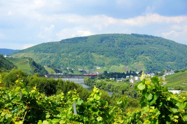 Vallée Moselle Avec Bullay Avec Pont Été — Photo