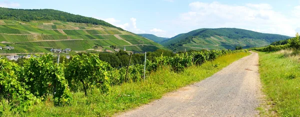 Winnice Szlak Pobliżu Zell Merl Mosel Panorama — Zdjęcie stockowe