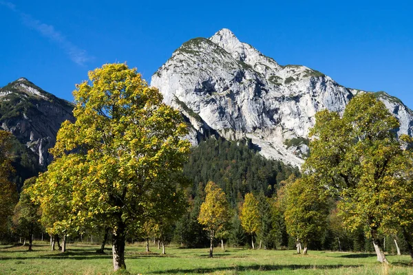 Suelo Arce Tirol Austria —  Fotos de Stock