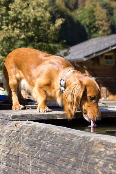 Portret Van Een Schattige Hond — Stockfoto