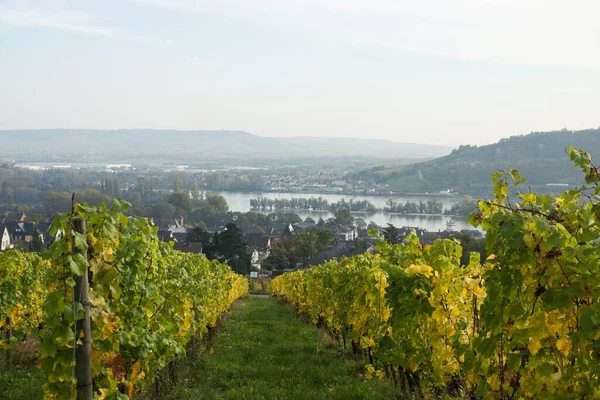 Agriculture Vignoble Vignes — Photo