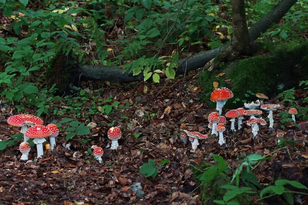 Red Toadstools Belongs Group Poisonous Fungi — Stock Photo, Image