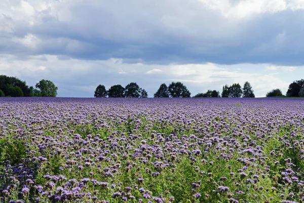 Vista Panoramica Bella Fioritura Fiordaliso — Foto Stock