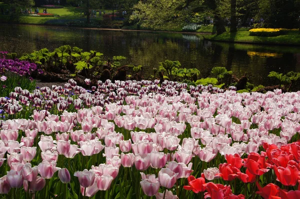 Tulpenblüten Blütenblätter Frühlingsflora — Stockfoto