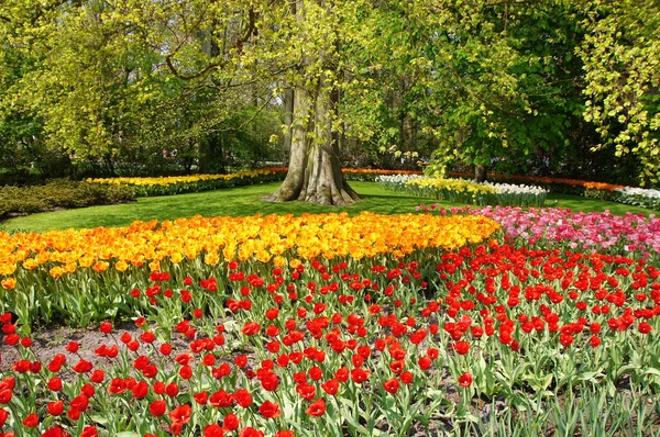 Цветки Тюльпана Лепестки Цветов Весенняя Флора — стоковое фото