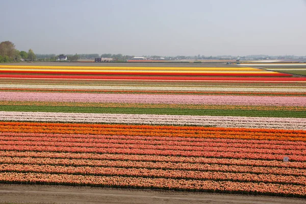 Kwiat Tulipanów Płatki Kwiatów Wiosenna Flora — Zdjęcie stockowe