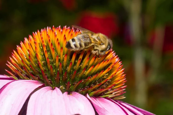 花园里一只蜜蜂的近照 — 图库照片