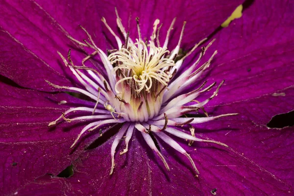 Clematis Pétales Fleurs Flore — Photo