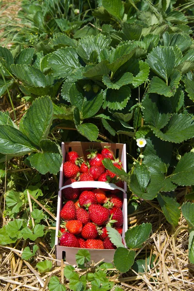 Erdbeeren Garten — Stockfoto