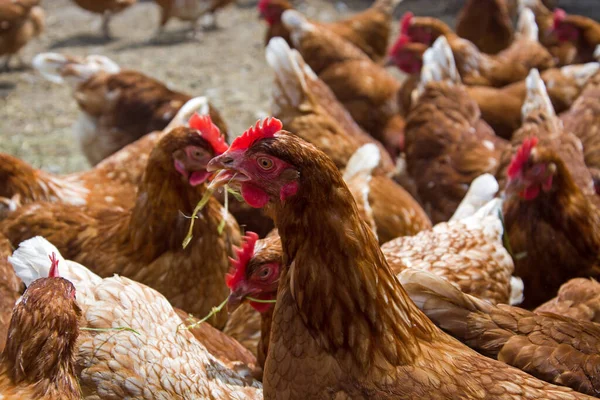 Chicken Chickens Farm — Stock Photo, Image