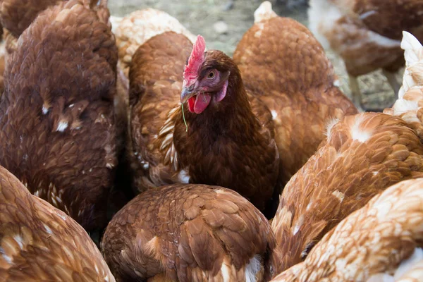Chicken Chickens Farm — Stock Photo, Image