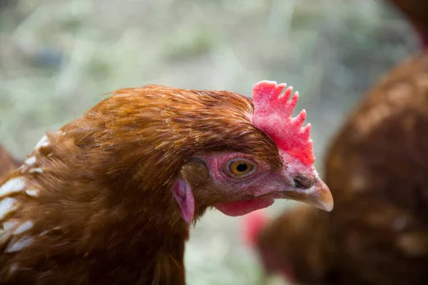 Domácí Drůbež Farmě — Stock fotografie