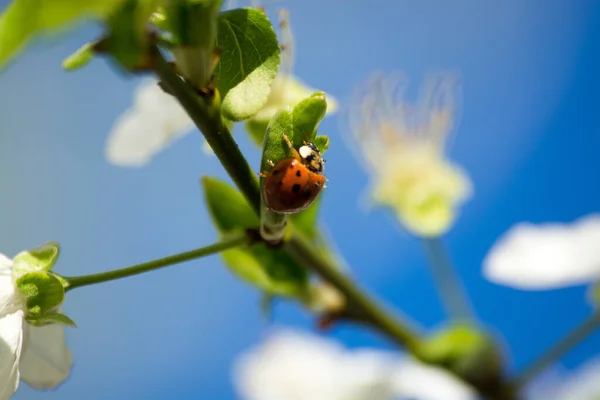 Flor Árvore Fruto Primavera — Fotografia de Stock