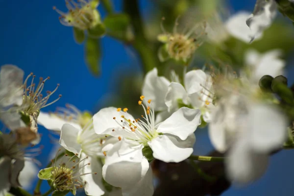 Obstbaumblüte Frühling — Stockfoto