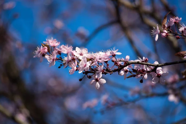 Flores Árboles Frutales Primavera — Foto de Stock