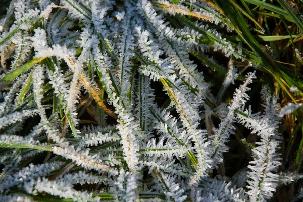 Close Grama Verde Com Neve — Fotografia de Stock