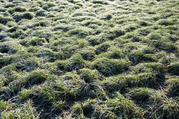 Hierba Verde Campo — Foto de Stock