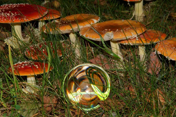 Toadstoóis Vermelhos Pertencem Grupo Fungos Venenosos — Fotografia de Stock