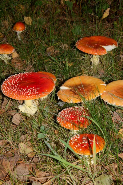 Les Crapauds Rouges Appartiennent Groupe Des Champignons Toxiques — Photo