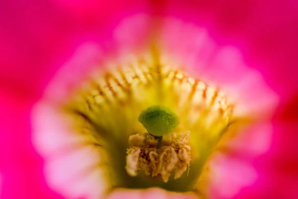 Ροζ Λουλούδι Στον Κήπο — Φωτογραφία Αρχείου