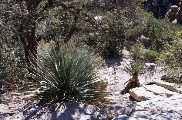 Jihozápadní Arizona Usa — Stock fotografie