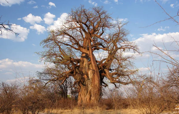 Afrika Baobab — Stok fotoğraf
