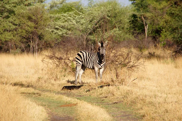 中部非洲的野生动物 — 图库照片