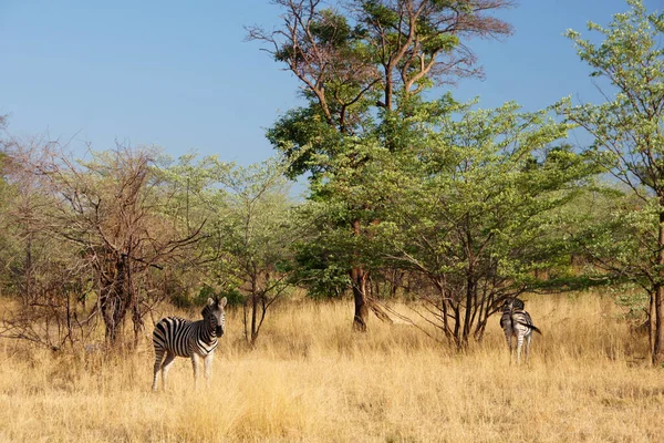 Дикие Животные Центральной Африке — стоковое фото