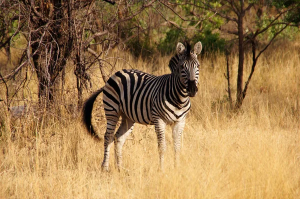 Dzikie Zwierzęta Afryce Środkowej — Zdjęcie stockowe