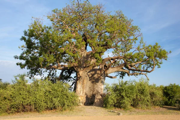 Baobab Afrika — Stockfoto