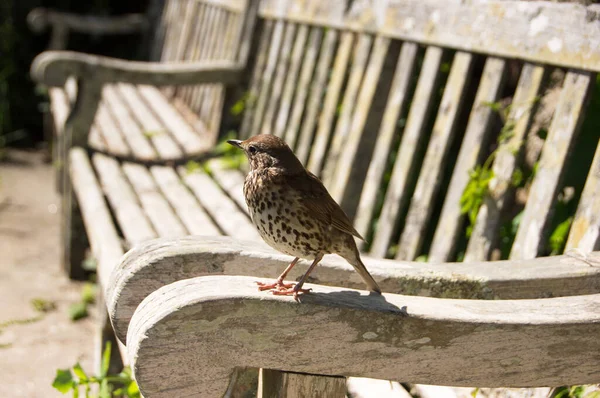 Scenic View Cute Sparrow Bird — Stock Photo, Image