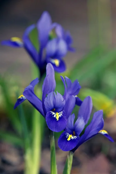 Mavi Cüce Iris Iris Reticulata — Stok fotoğraf