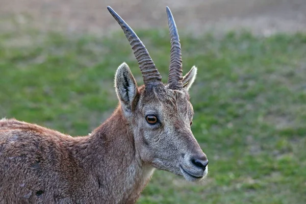 Weiblicher Alpensteinbock Capra Steinbock — Stockfoto