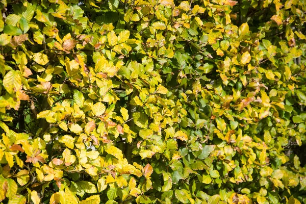 Prachtig Kleurrijk Herfstblad — Stockfoto