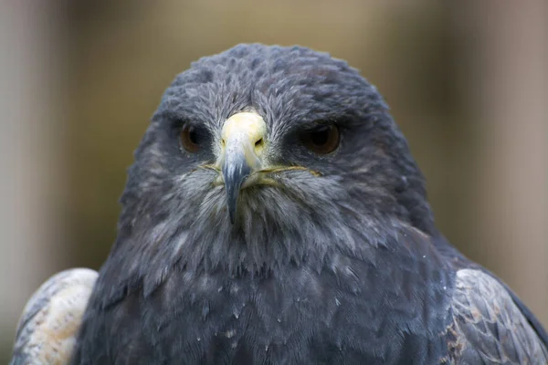 Close Van Een Havik — Stockfoto