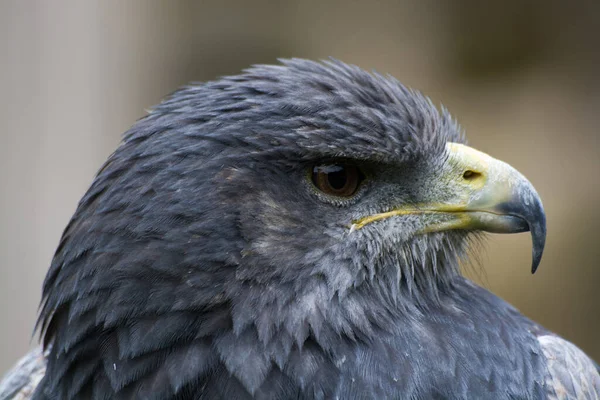 Närbild Skallig Örn — Stockfoto