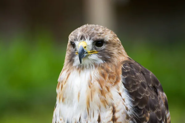 Close Van Een Havik — Stockfoto