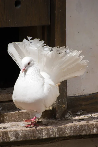Weiße Taube Auf Dem Dach Des Hauses — Stockfoto