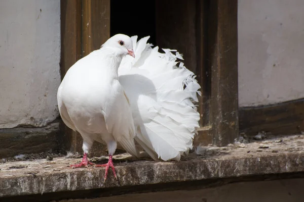 Weiße Taube Mit Federn Auf Schwarzem Hintergrund — Stockfoto